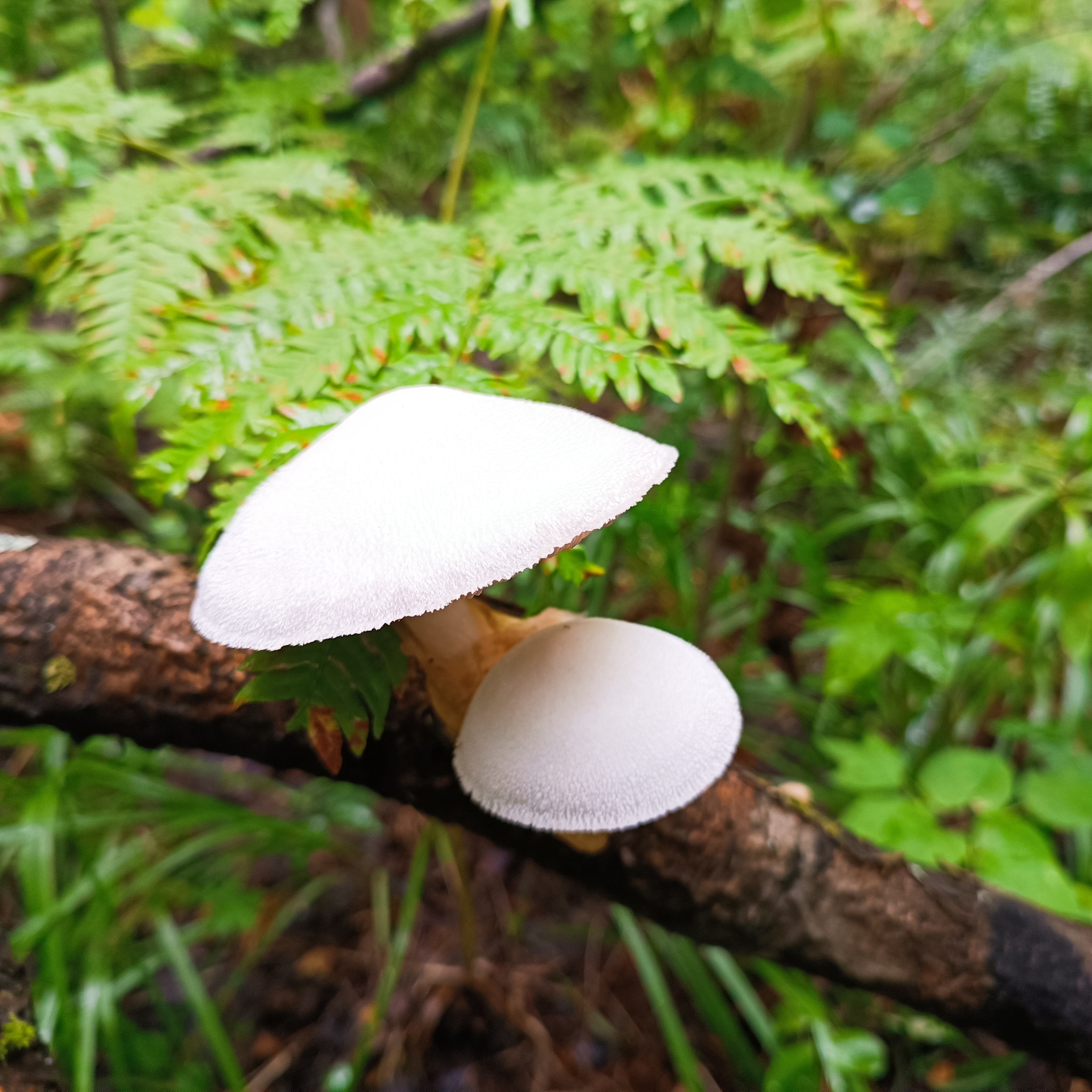 Вольвариелла шелковистая. Травяной шампиньон (Volvariella esculenta).