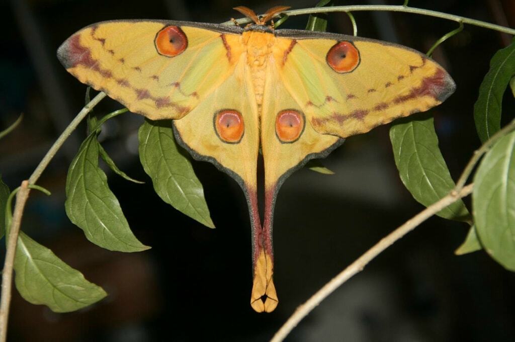 Топ-10 самых больших бабочек в мире | Пикабу