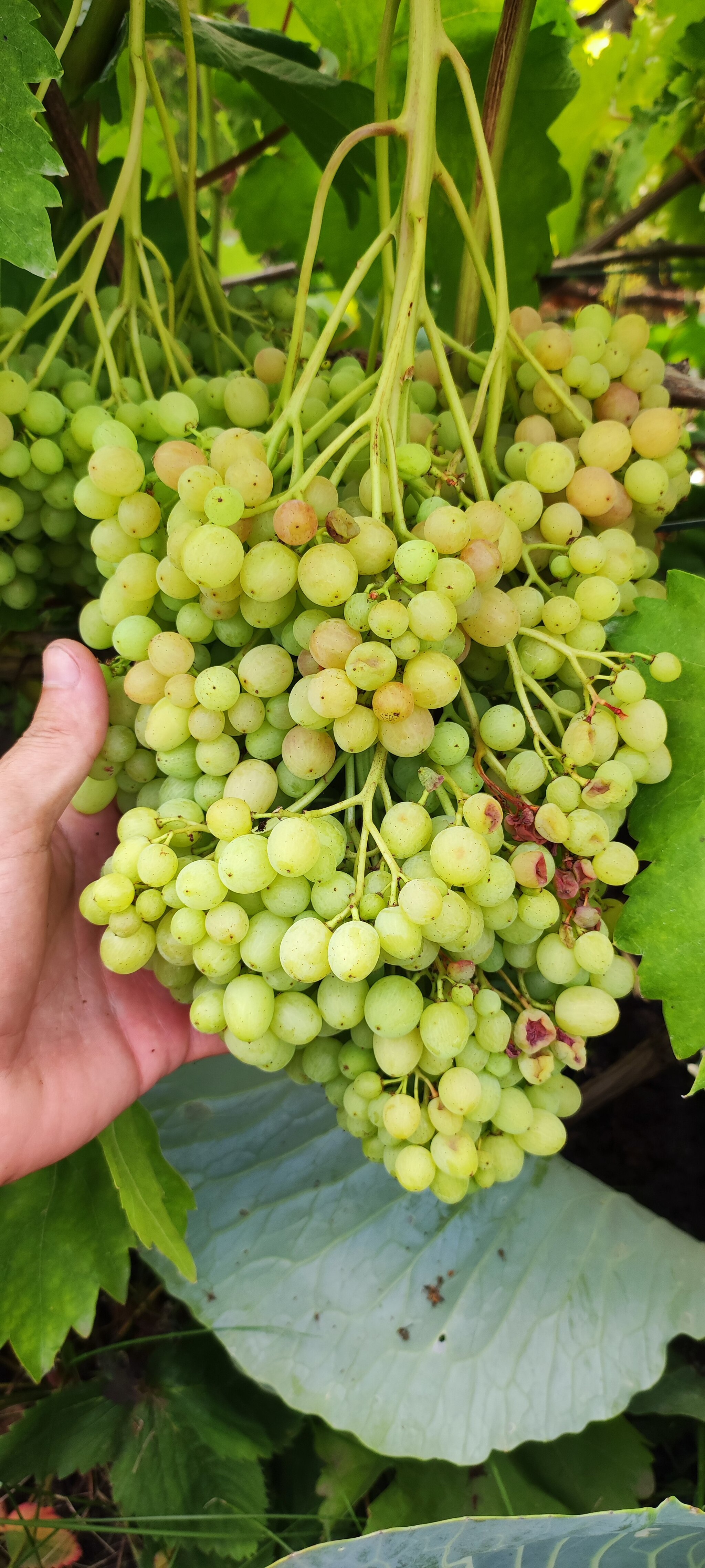 Уход за виноградом: ожоги и состояние созревания на начало августа