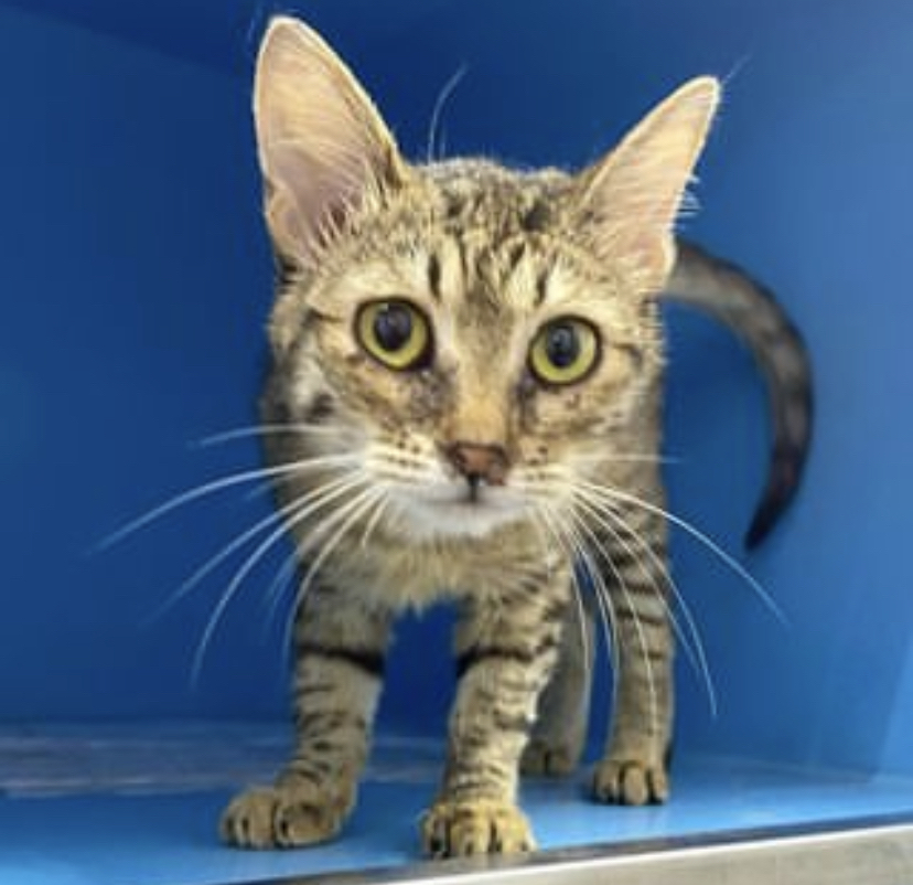 Котенок Вишня. Некуда идти | Пикабу