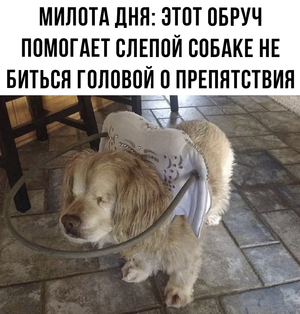Милота | Пикабу