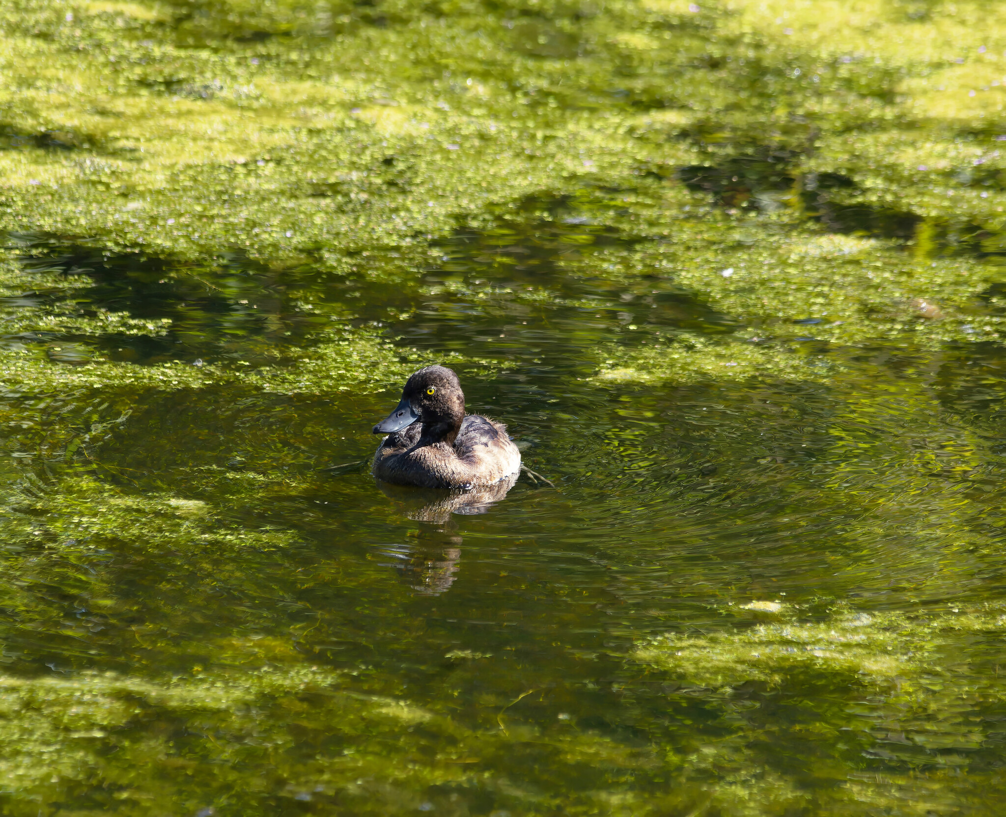 Опустевшие болотА | Пикабу