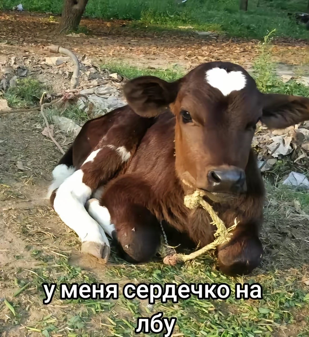 Сердечко на лбу | Пикабу