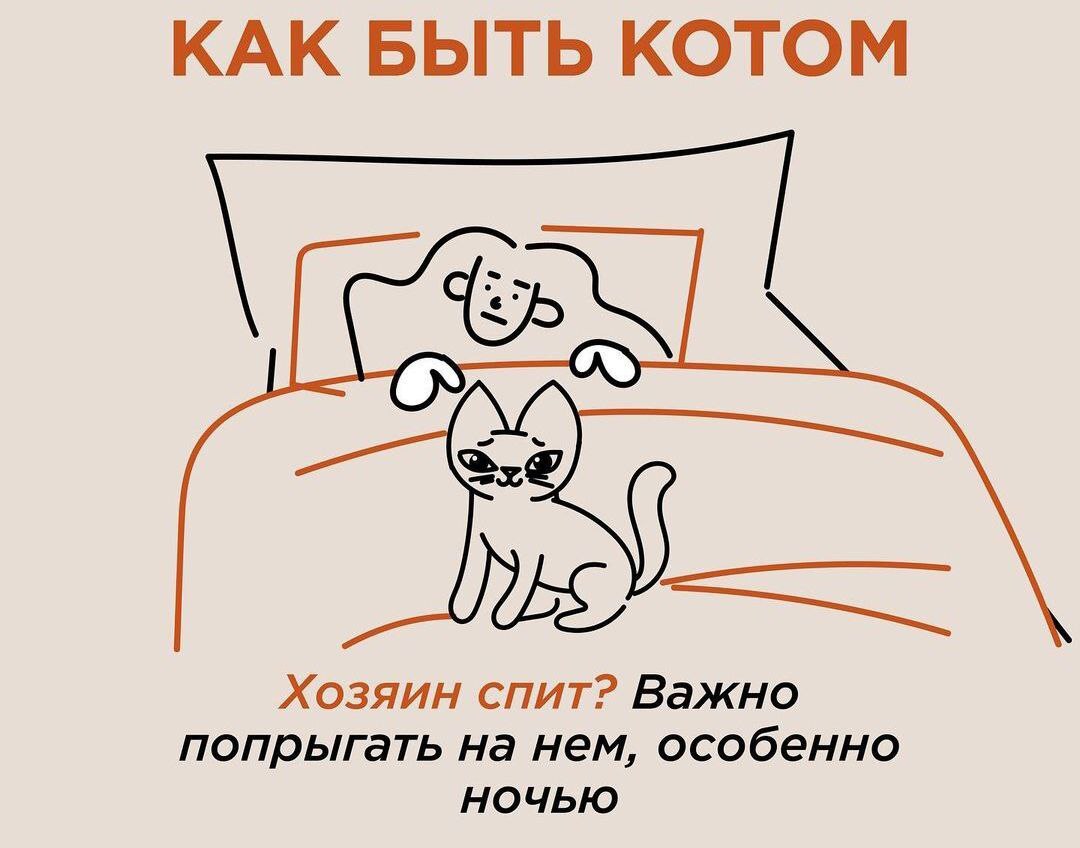 Котиком быть тяжело, обязанностей много.) | Пикабу