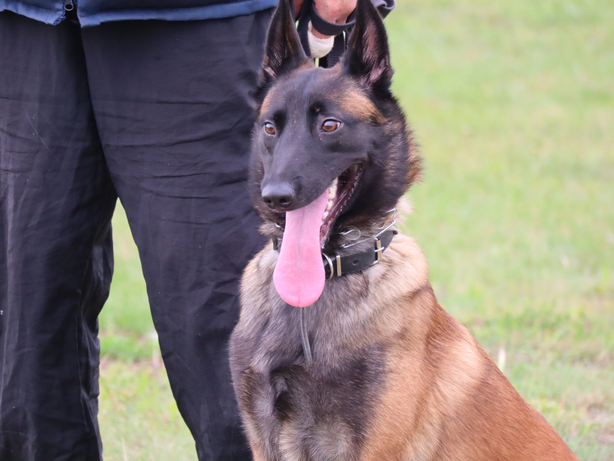 Дрессировка собак в Омске - ОЦССС | Пикабу