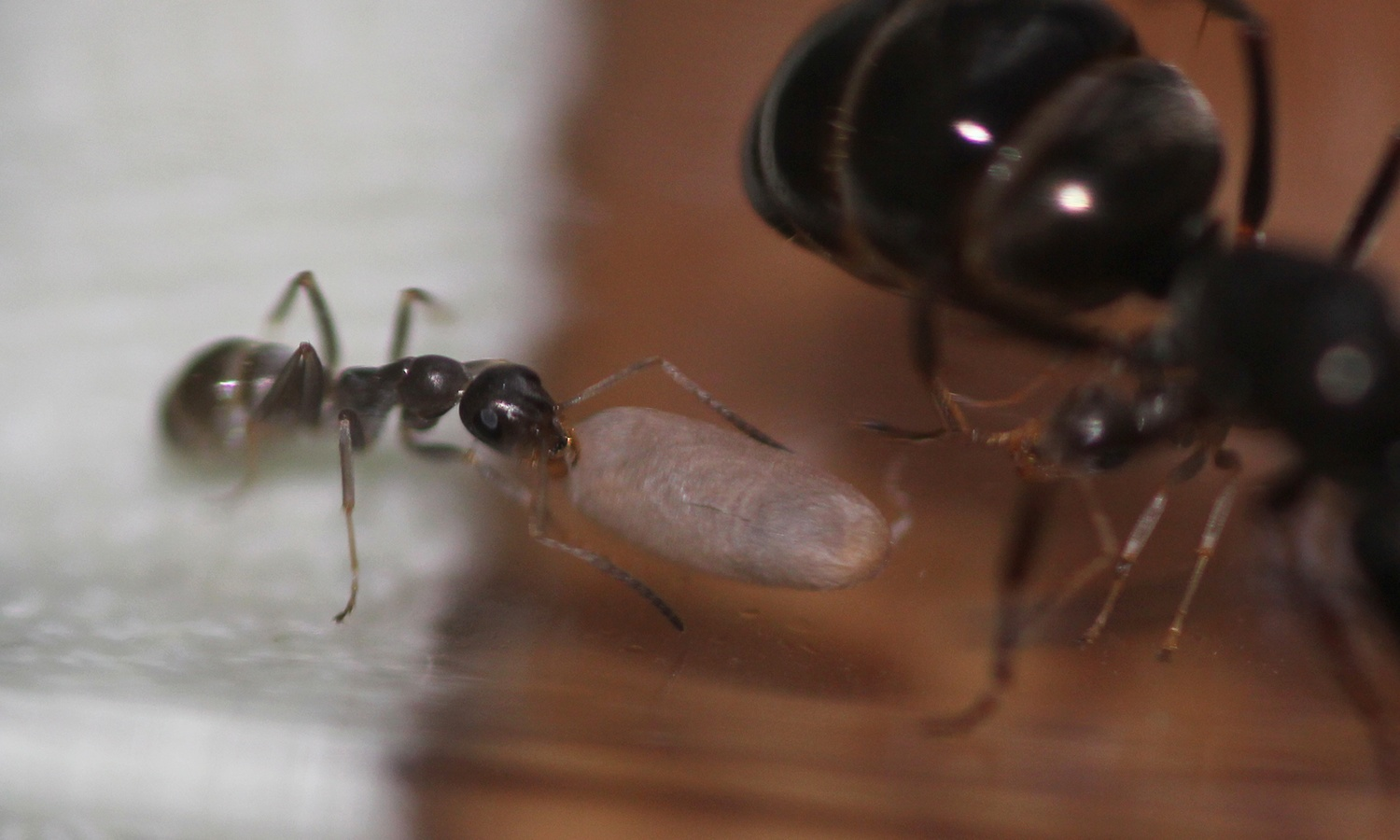 Содержание бурого лесного муравья. Formica fusca. Часть 1 | Пикабу