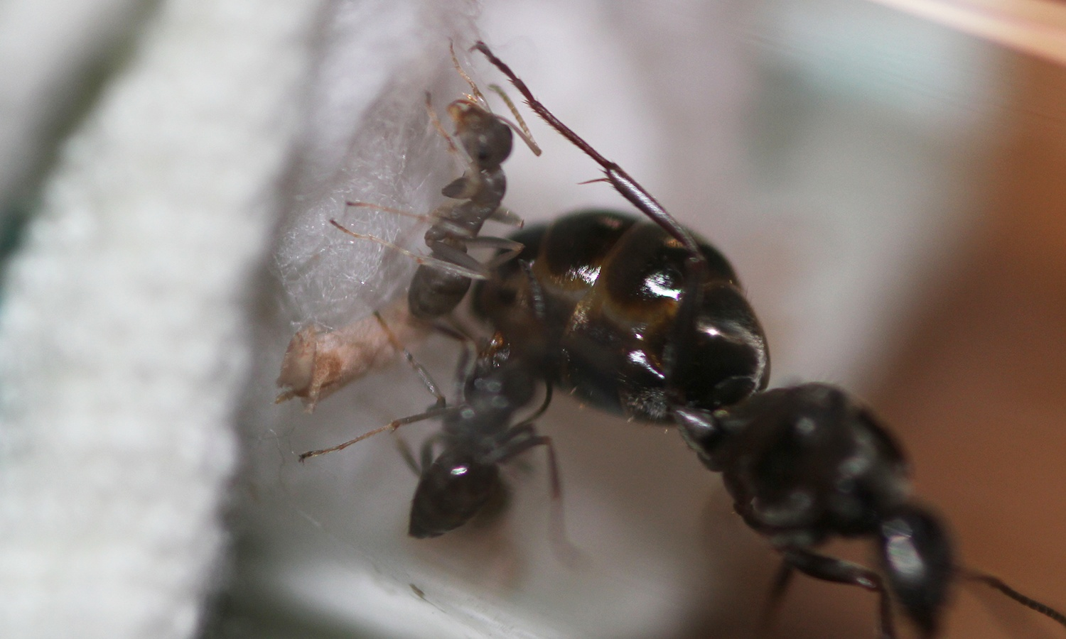 Содержание бурого лесного муравья. Formica fusca. Часть 1 | Пикабу