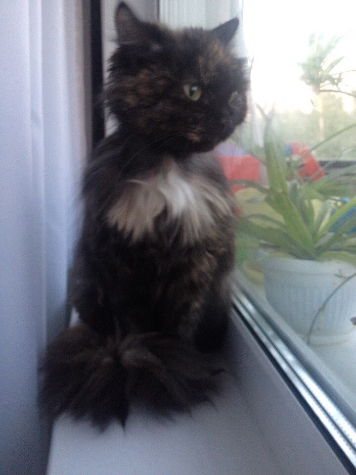 Фрося 03.06.2016-27.08.2023 | Пикабу