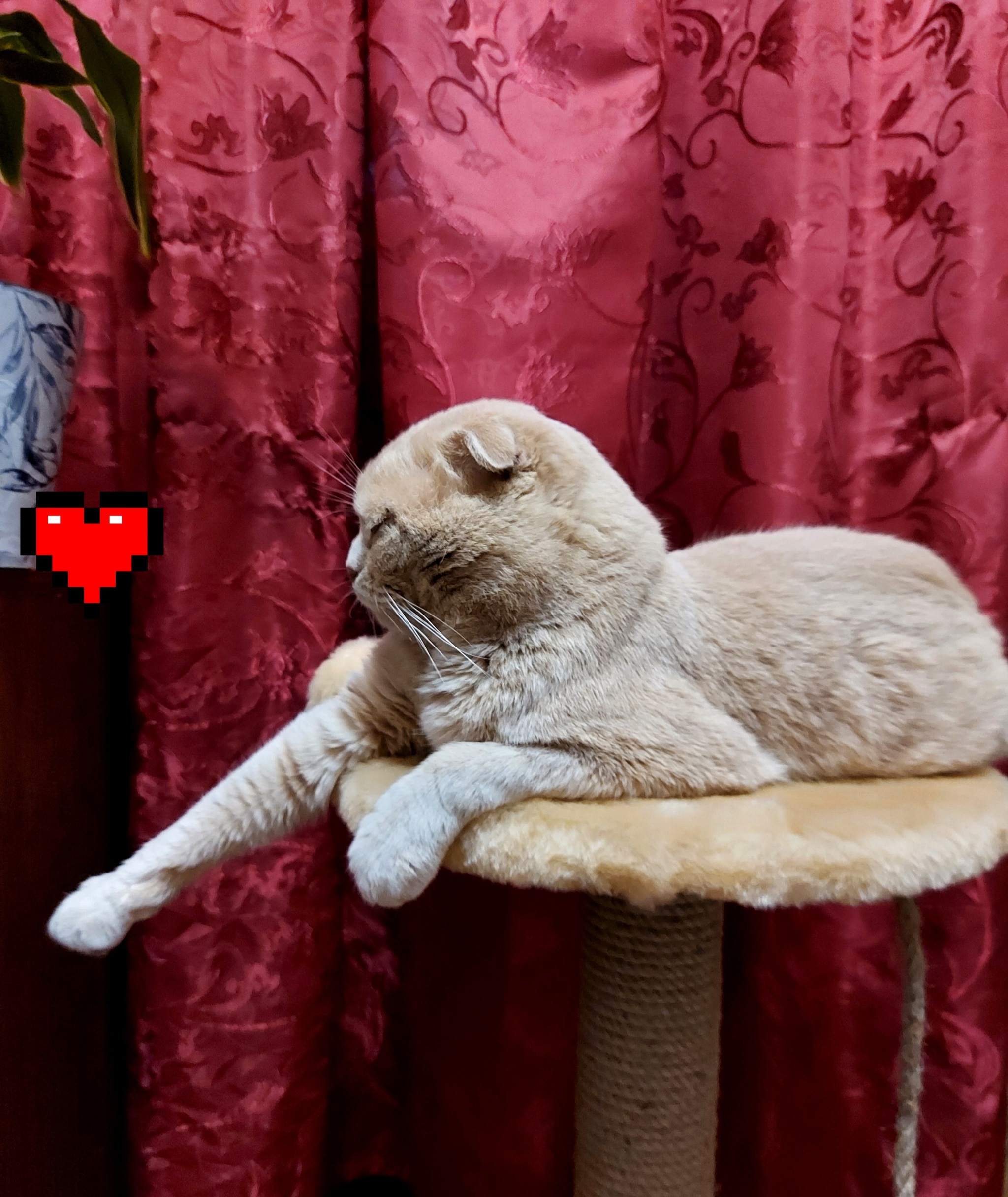 Кошачье | Пикабу