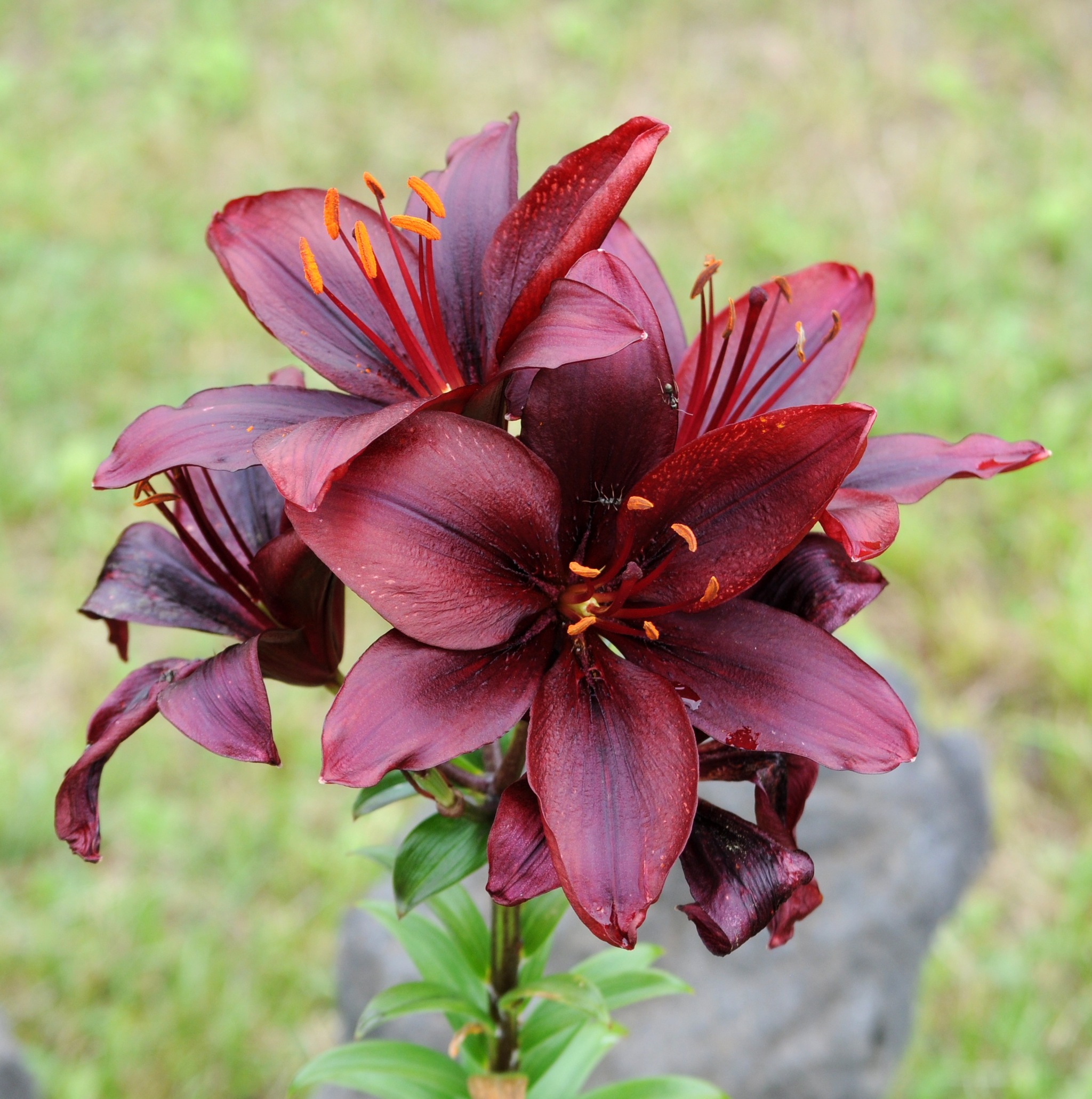 Из мира сего | Пикабу