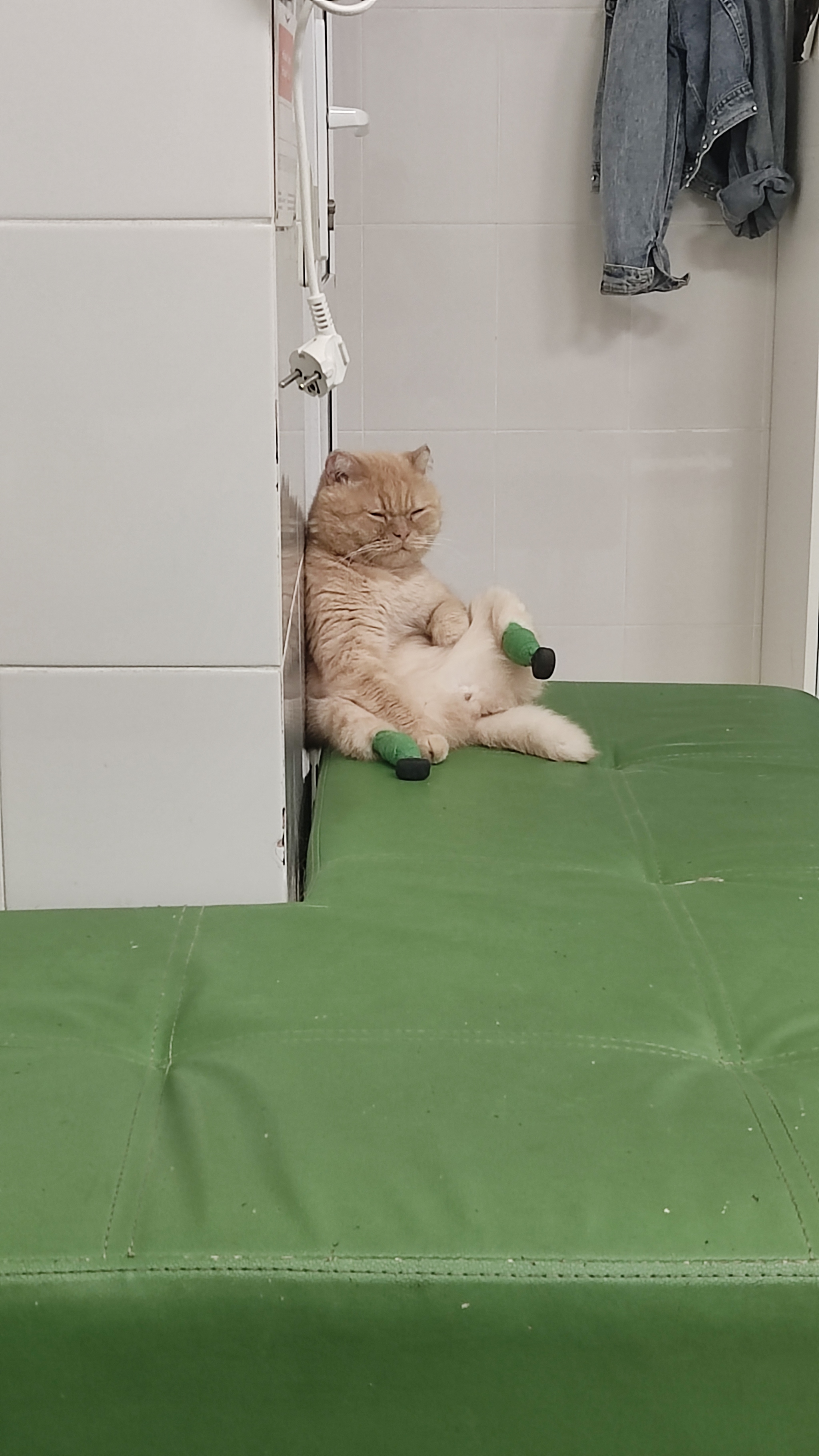 Котий релакс | Пикабу