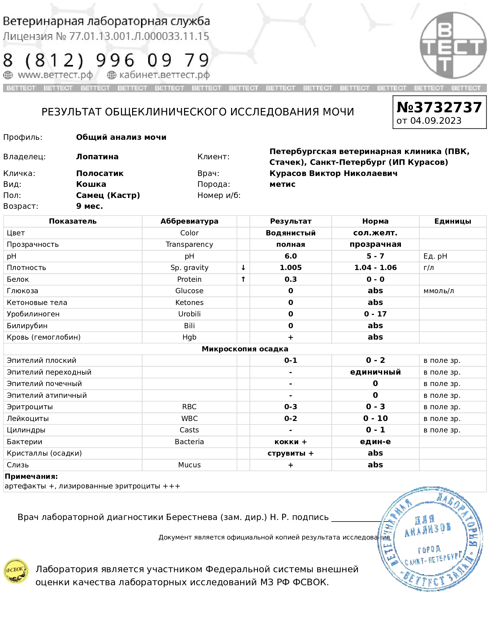 У нас новый сложный котик по кличке Федя. Был спасен с улиц Колпино,  пристроен в новый дом, но потом его вернули из-за диагноза | Пикабу