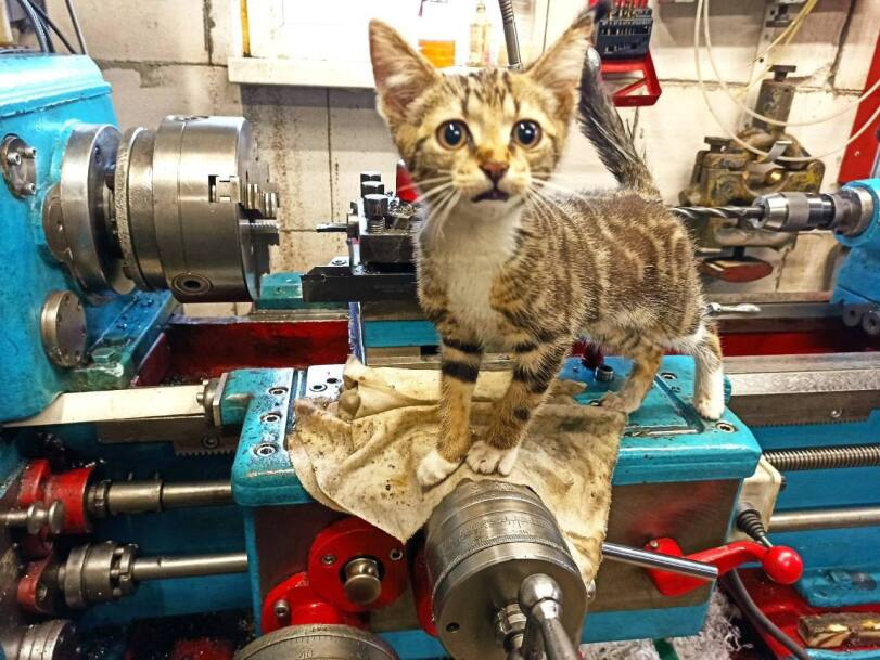 Попросили на завод. Котик работяга. Коты ишачат на заводе. Заводские коты. Кот работяга на заводе.