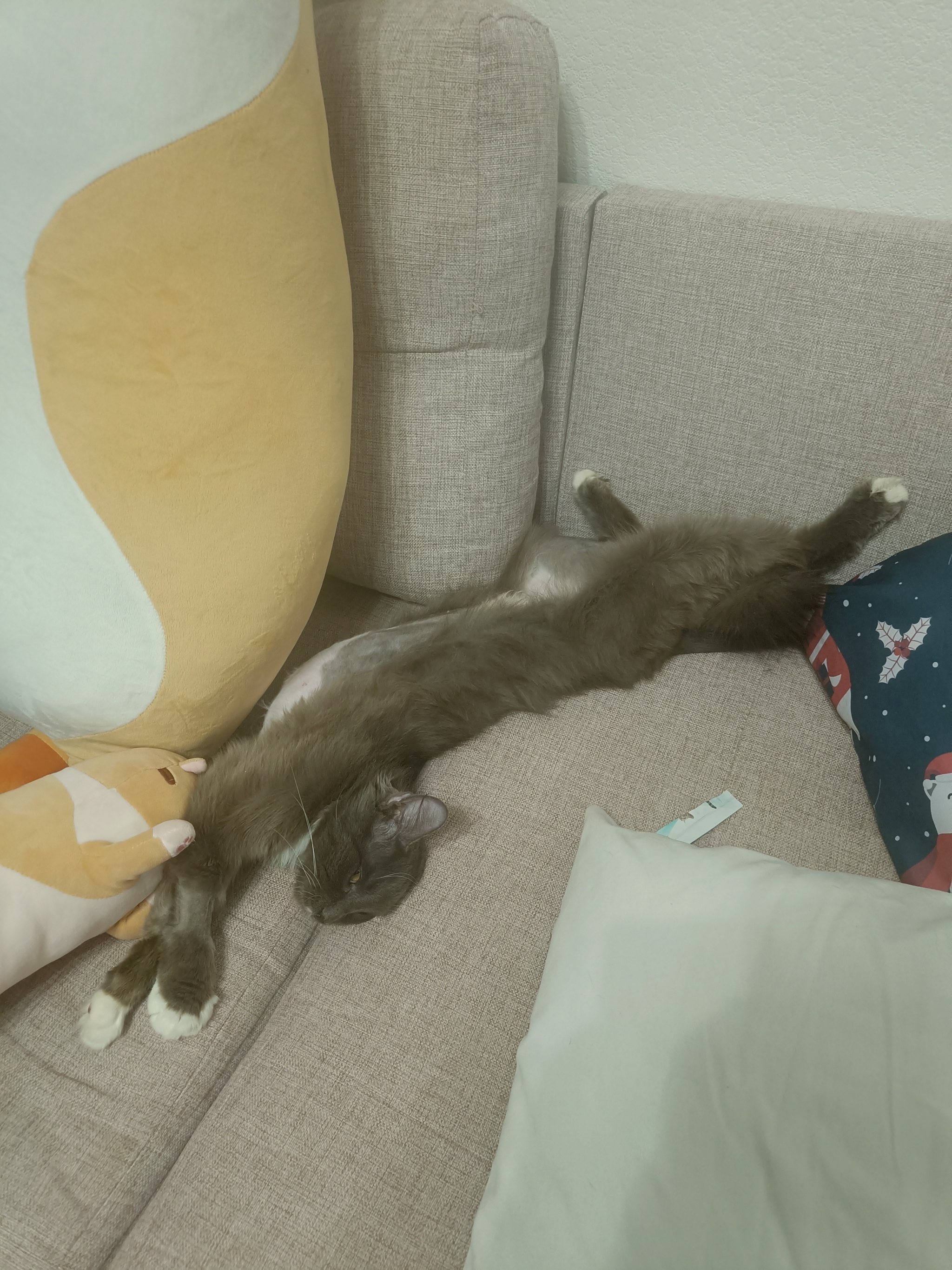 Пять принципов комфортной жизни кошки в квартире.
