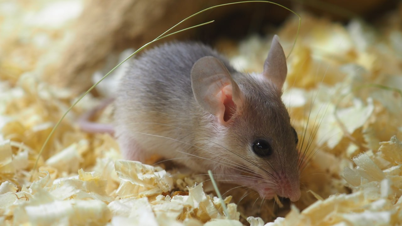Мыши являются. Акомисы иглистые мыши. Иглистая мышь регенерация. Мышь без хвоста. Мышь иглистая фото.