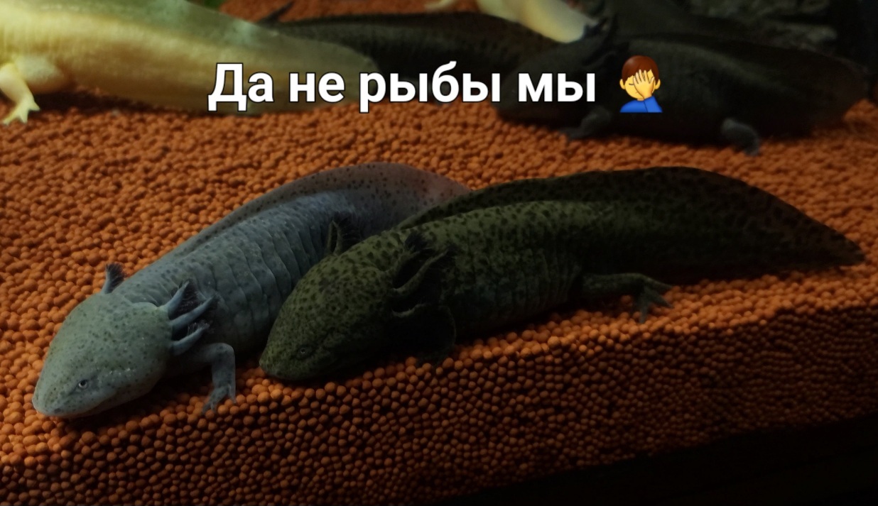 Беззубик? Лунтик? Моб из Minecraft? Аксолотль! Axolotl (Ambystoma  mexicanum) | Пикабу