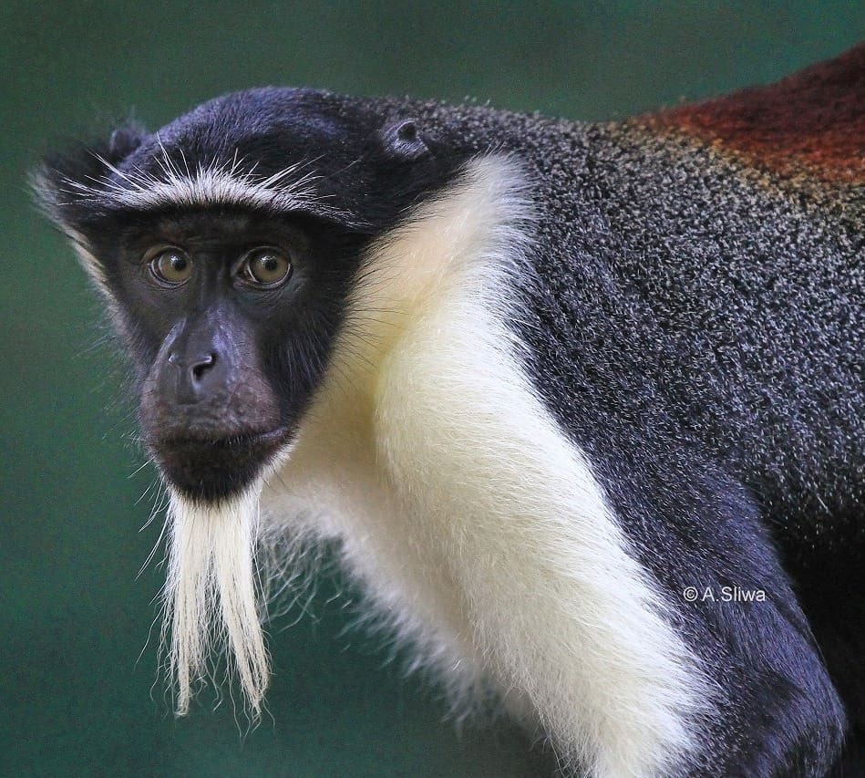 Cercopithecus roloway | Пикабу