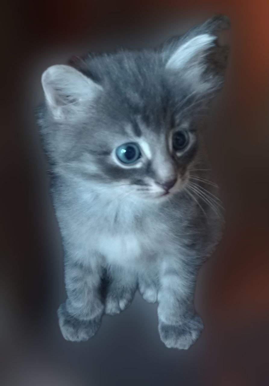 Серый пушистый котенок