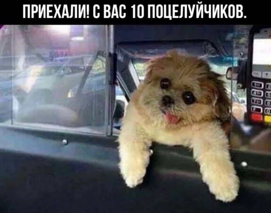 Милота | Пикабу