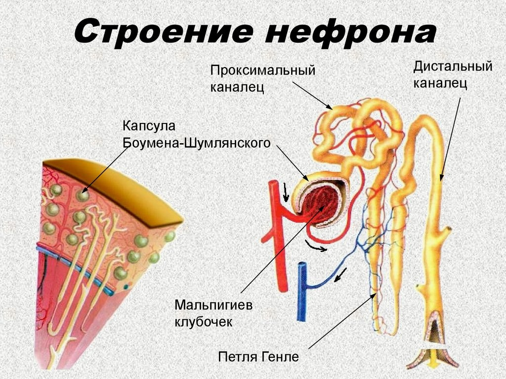 Памяти девочек анорексичек посвящается | Пикабу