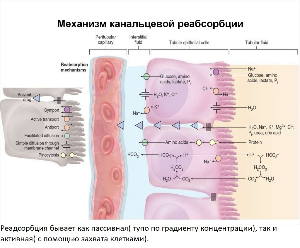 Памяти девочек анорексичек посвящается | Пикабу