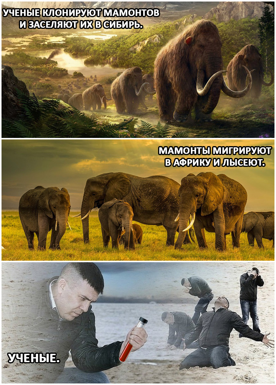 Мамонты | Пикабу