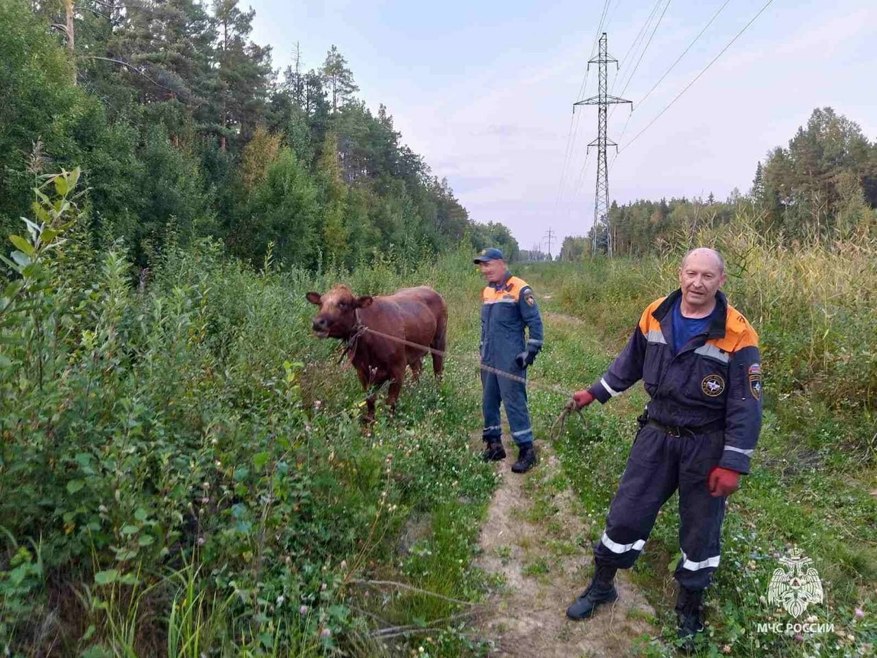 Сбежавшую от хозяйки корову Ириску два дня искали на болотах | Пикабу