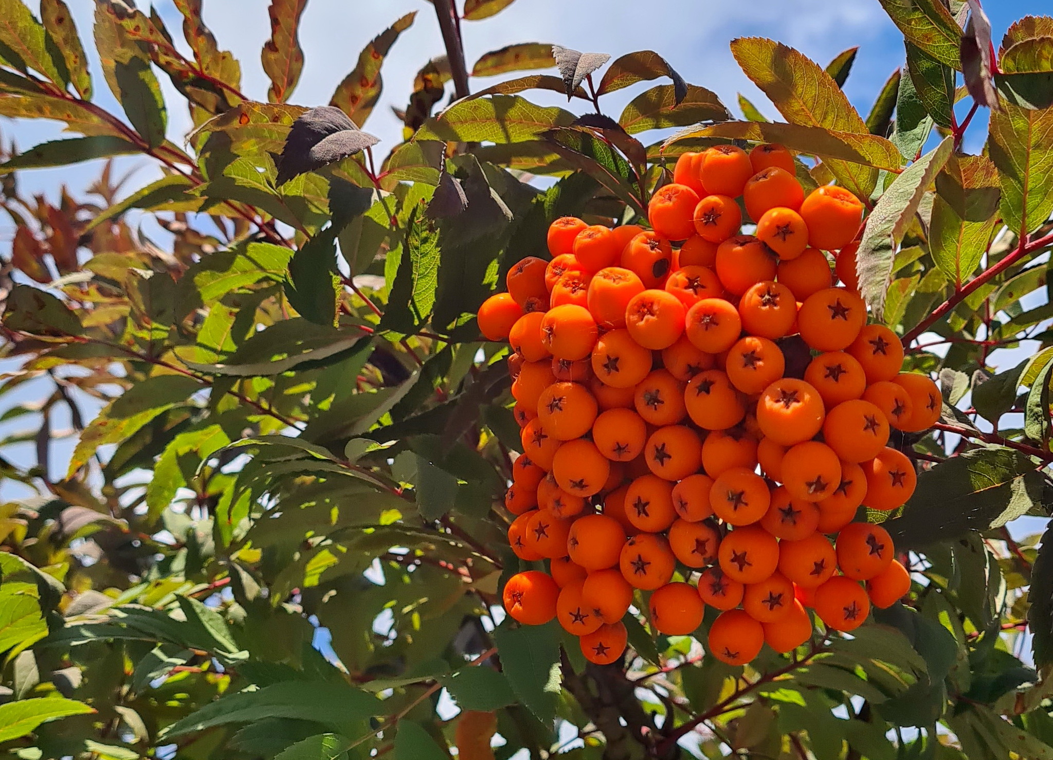 Звёздочки на рябине | Пикабу