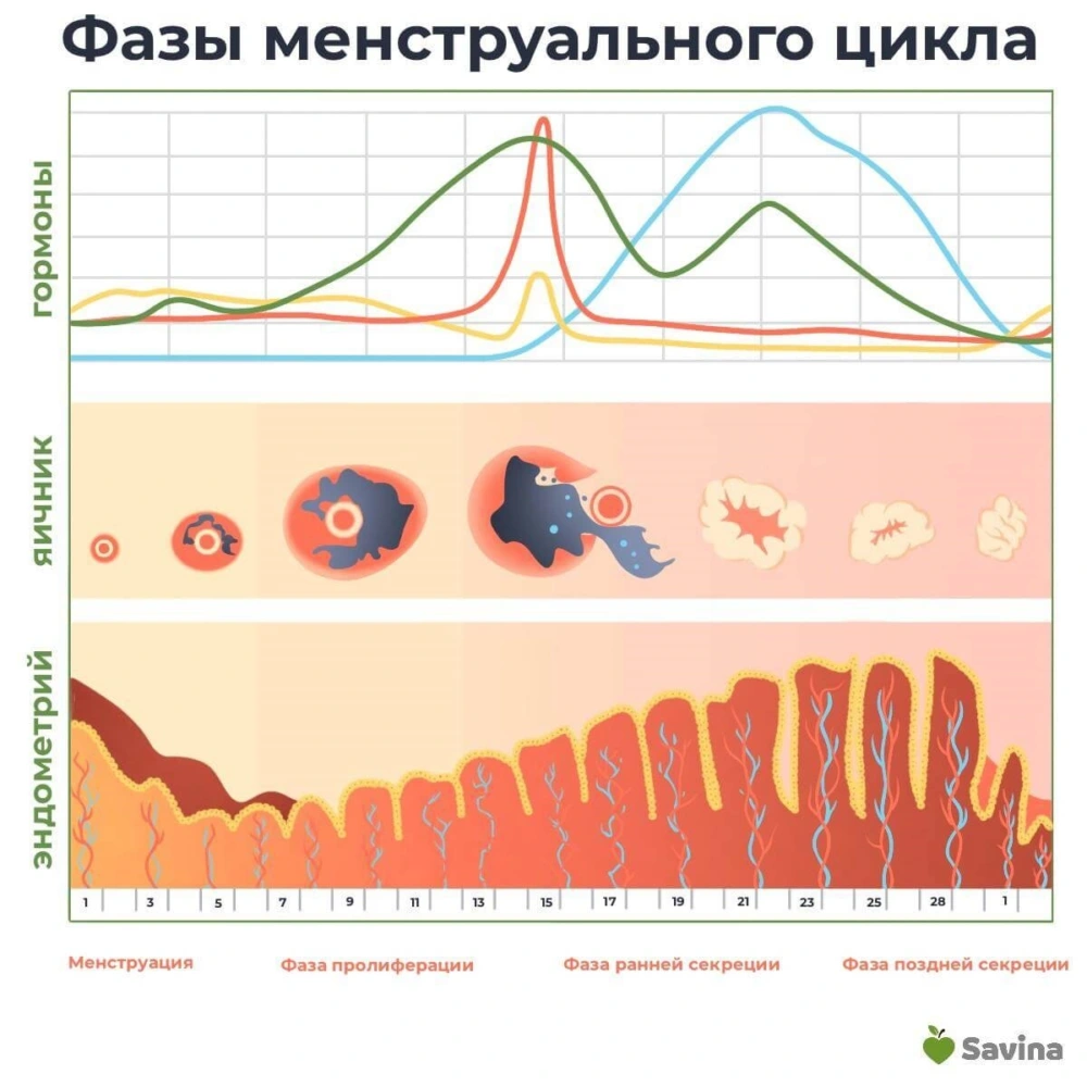 Синдром поликистозных яичников (СПКЯ) — симптомы, лечение и рекомендации  простыми словами | Пикабу