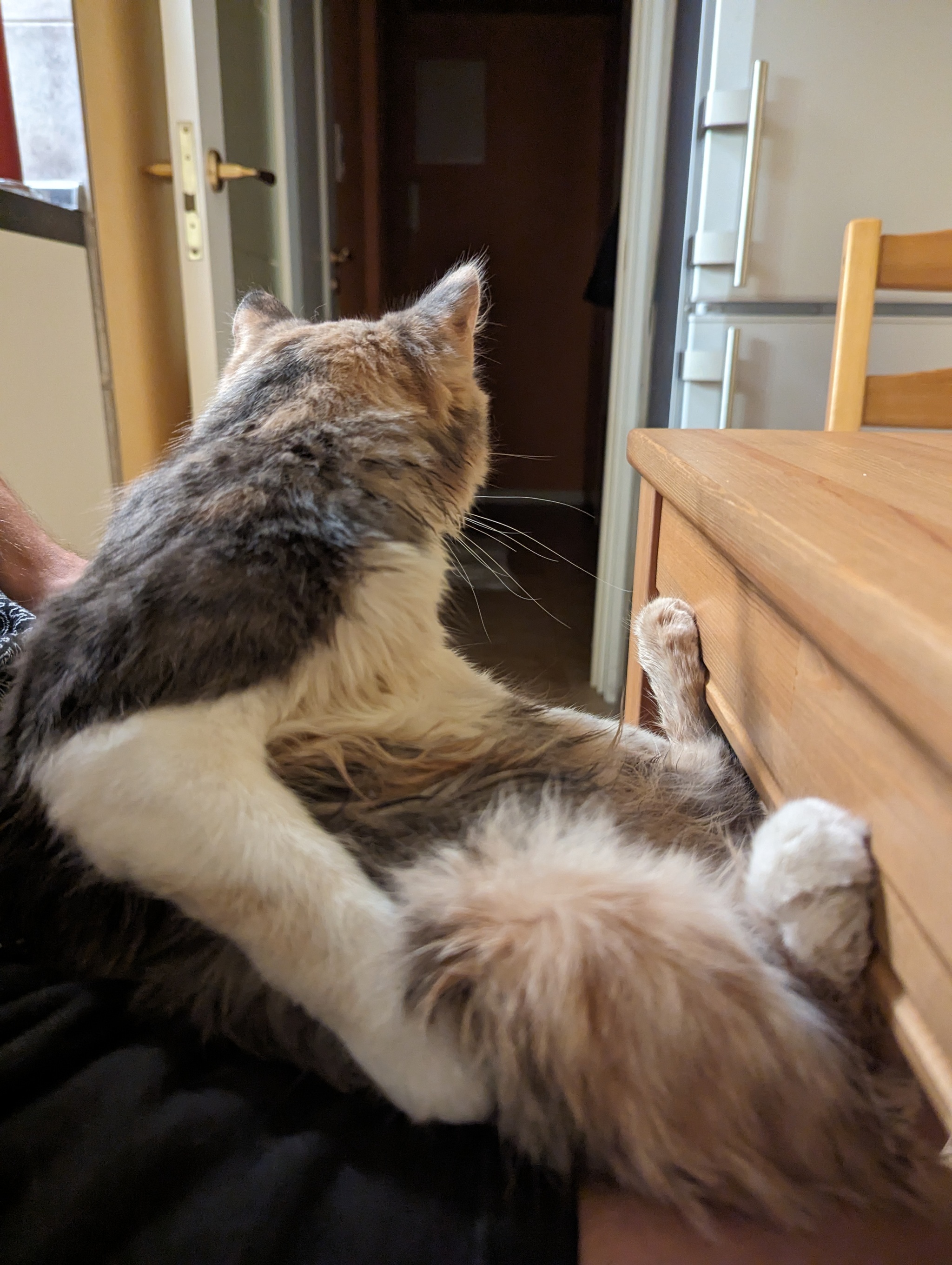 Найдена кошка. м. Щелковская | Пикабу