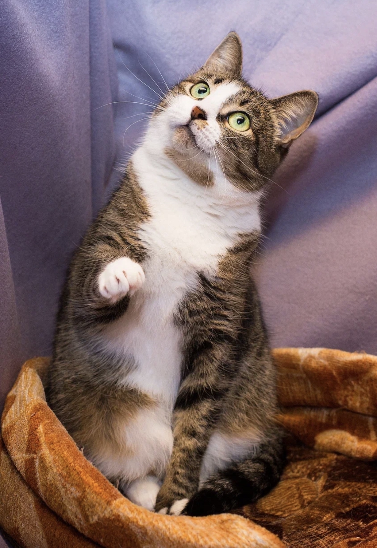 Голландские кошки