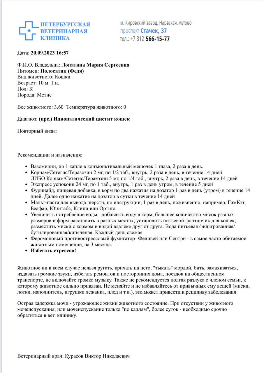 Продолжение поста «У нас новый сложный котик по кличке Федя. Был спасен с  улиц Колпино, пристроен в новый дом, но потом его вернули из-за диагноза» |  Пикабу