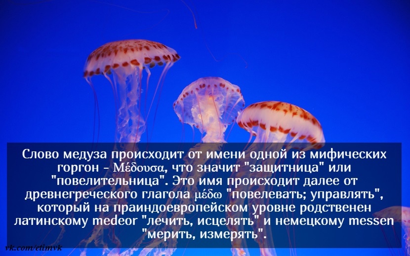 Этимология слова медуза | Пикабу