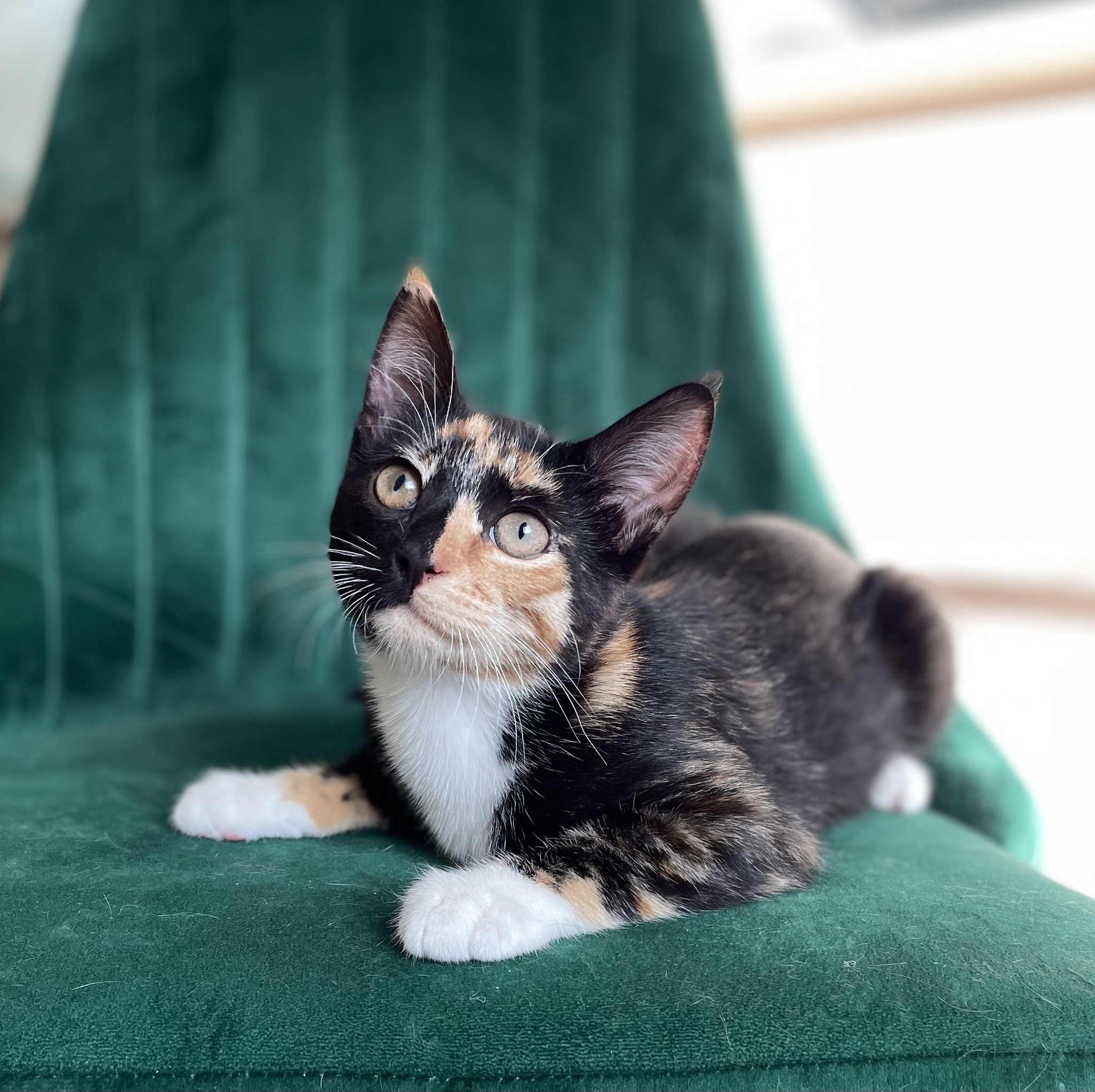 Котёнок Кики в дар | Пикабу