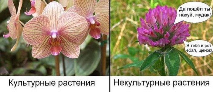 Агрокультуры | Пикабу