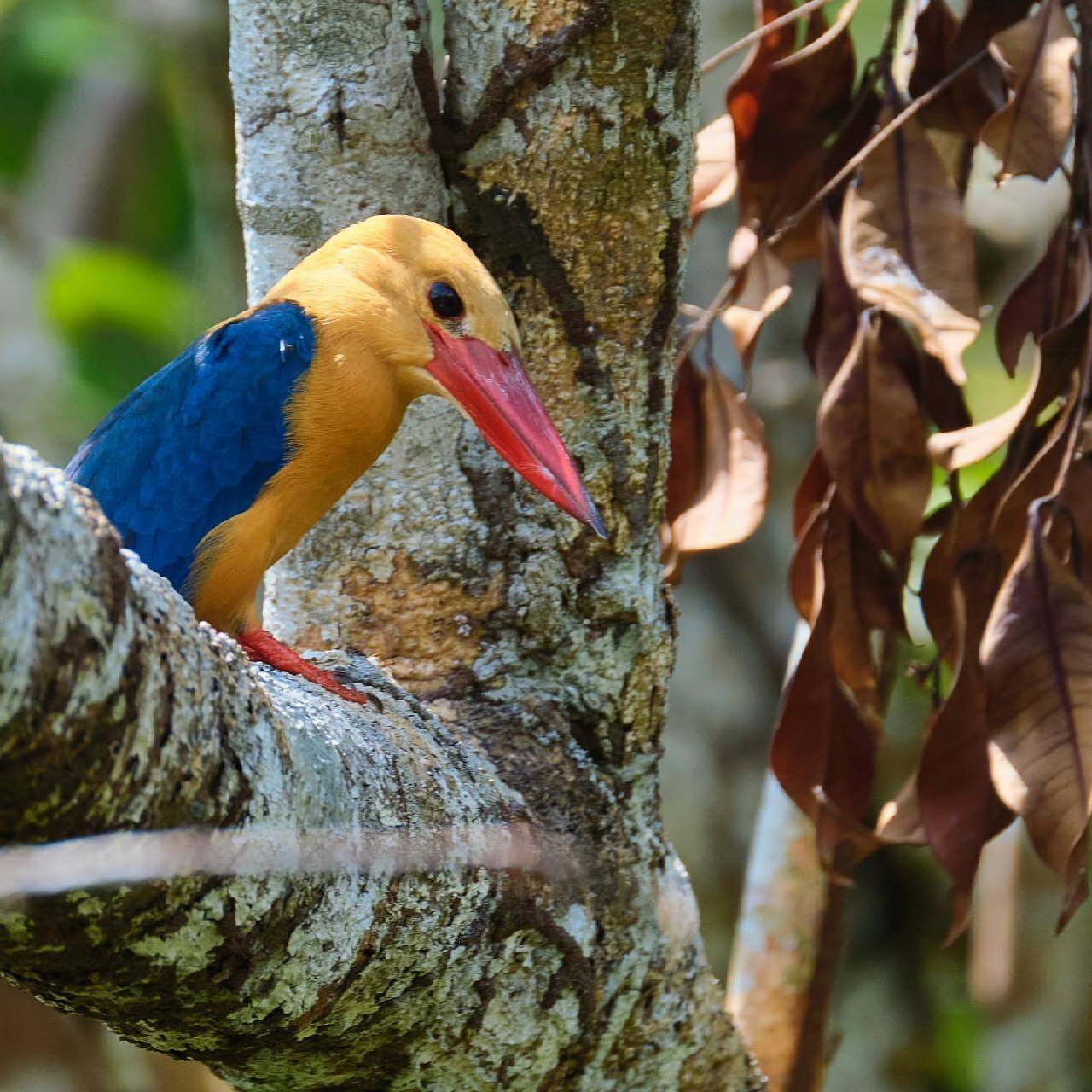 Индонезия. Tanjung Puting National Park | Пикабу