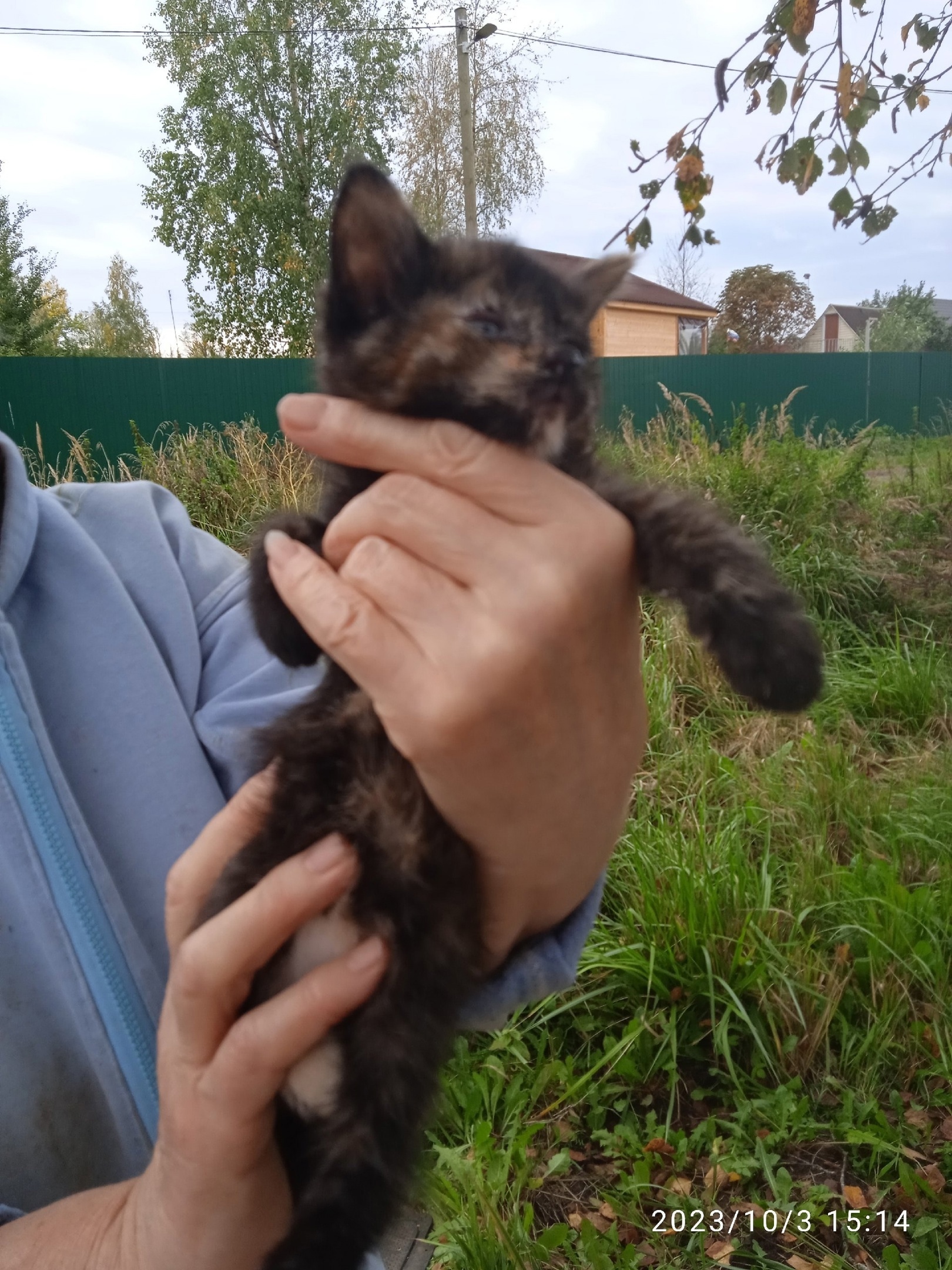 СПб и ЛО. Нурма. Выкинули котят в коробке. Ночь они провели на улице, так  никто не смог их забрать домой. Нужны дома | Пикабу