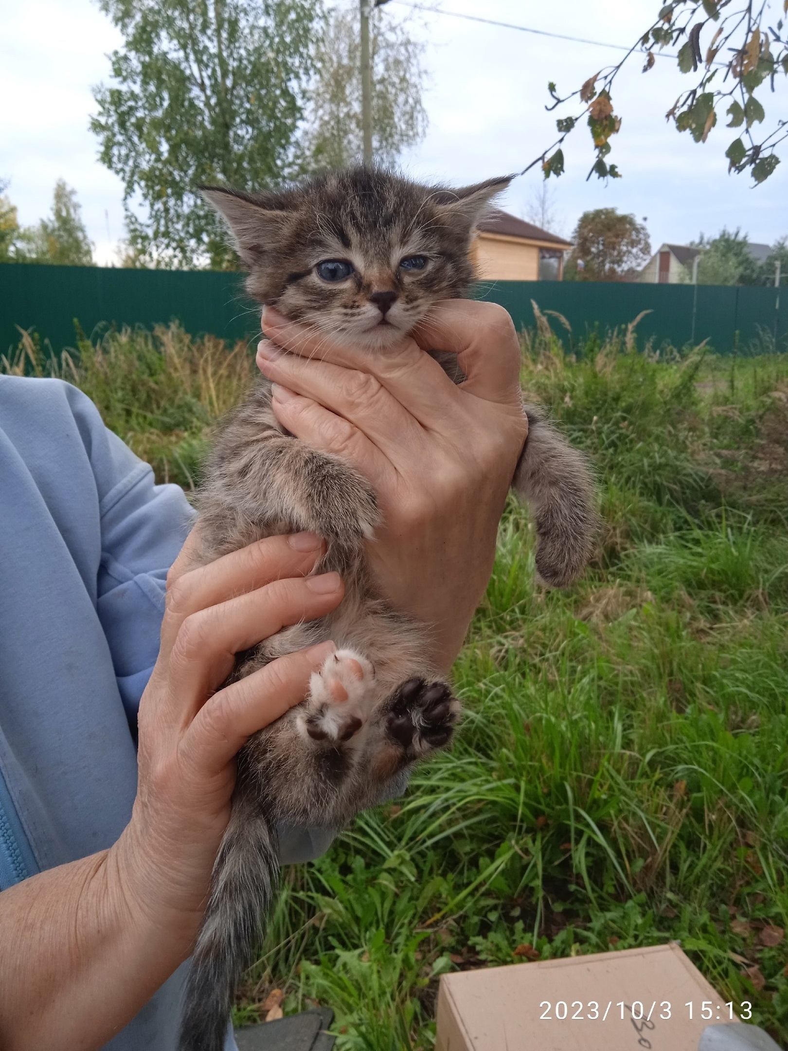 СПб и ЛО. Нурма. Выкинули котят в коробке. Ночь они провели на улице, так  никто не смог их забрать домой. Нужны дома | Пикабу