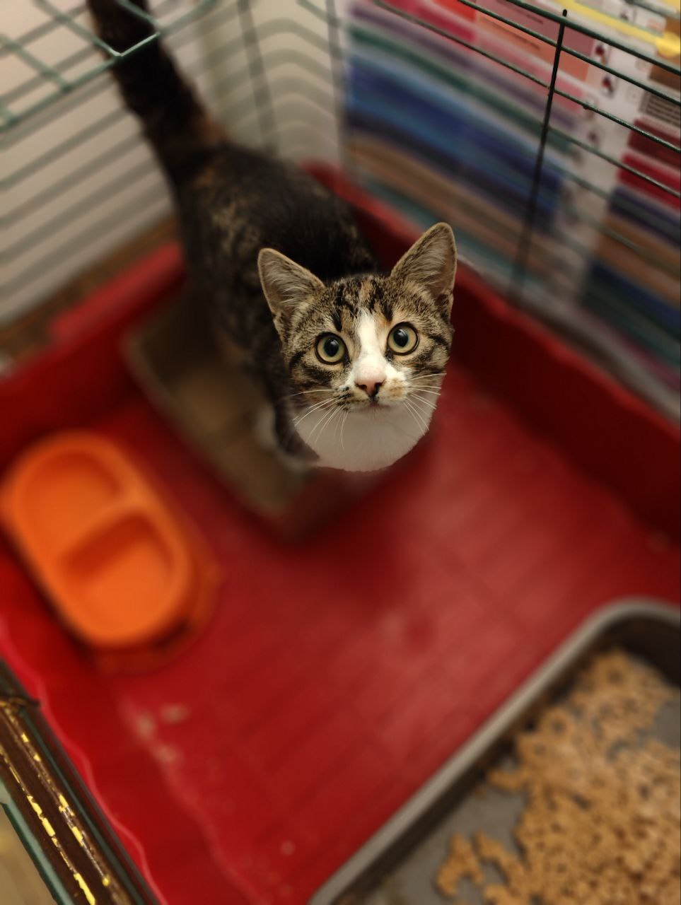 СПб и ЛО (клиника в Тосно, но довезти до Питера не проблема). Опять ...