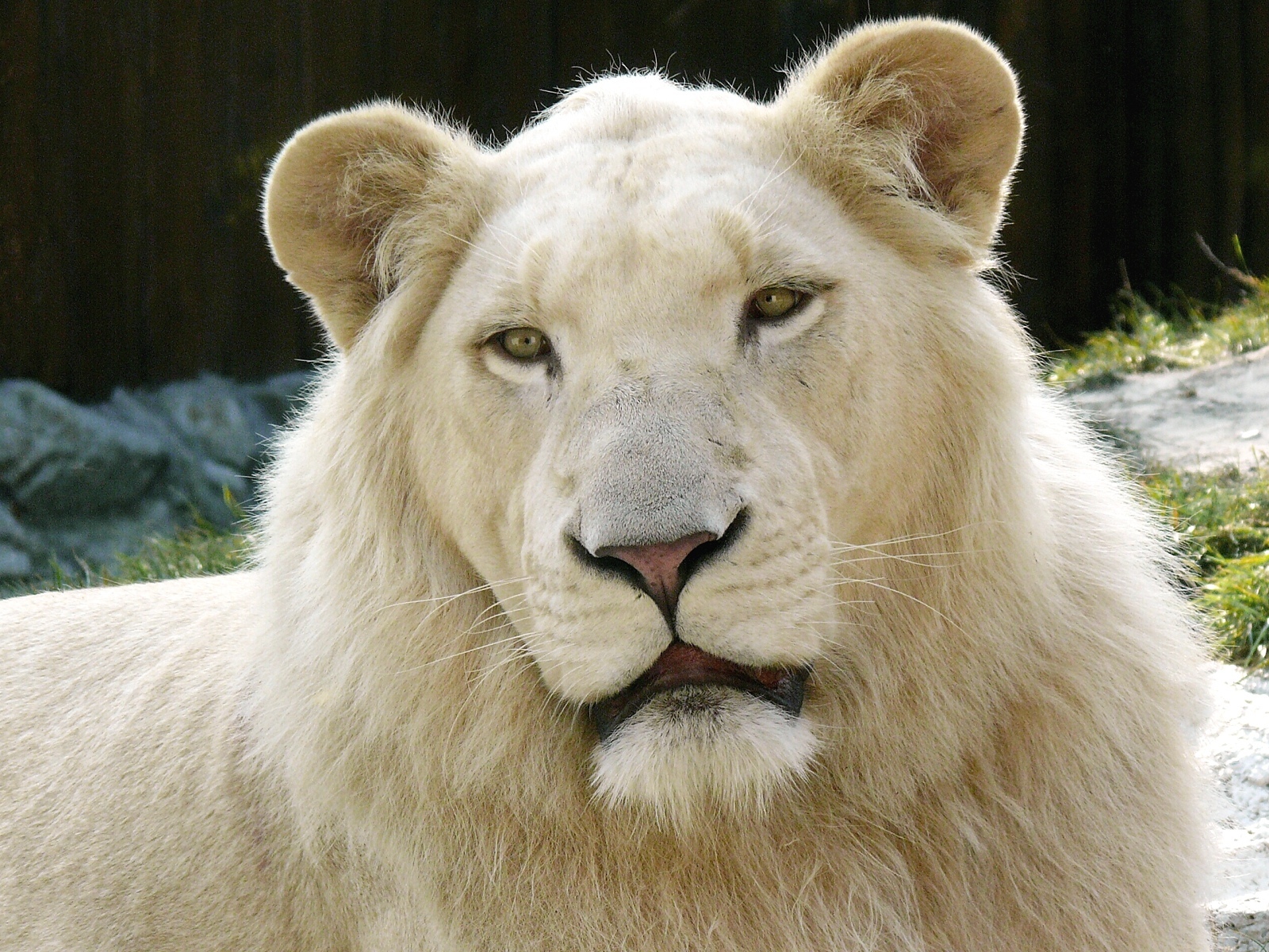  львы | Пикабу
