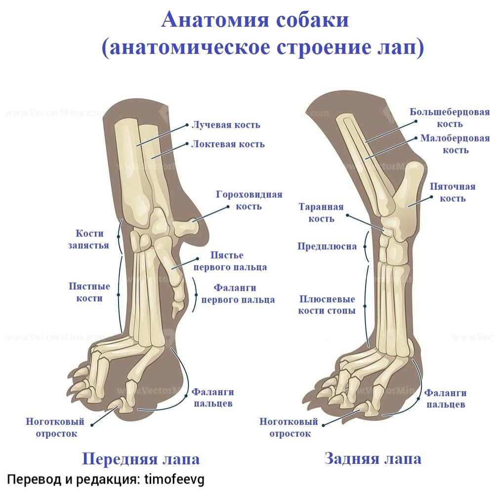 Анатомия собаки | Пикабу