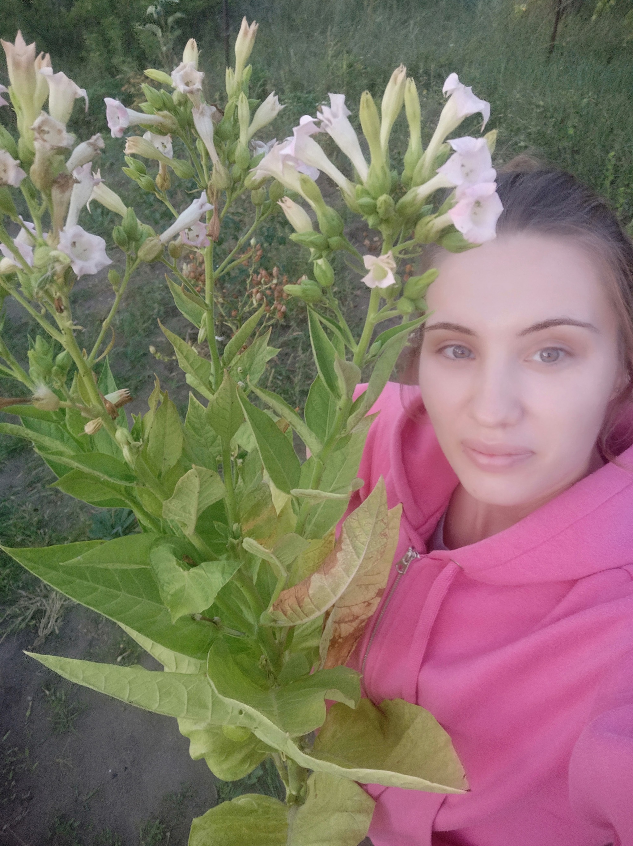 Про табак | Пикабу