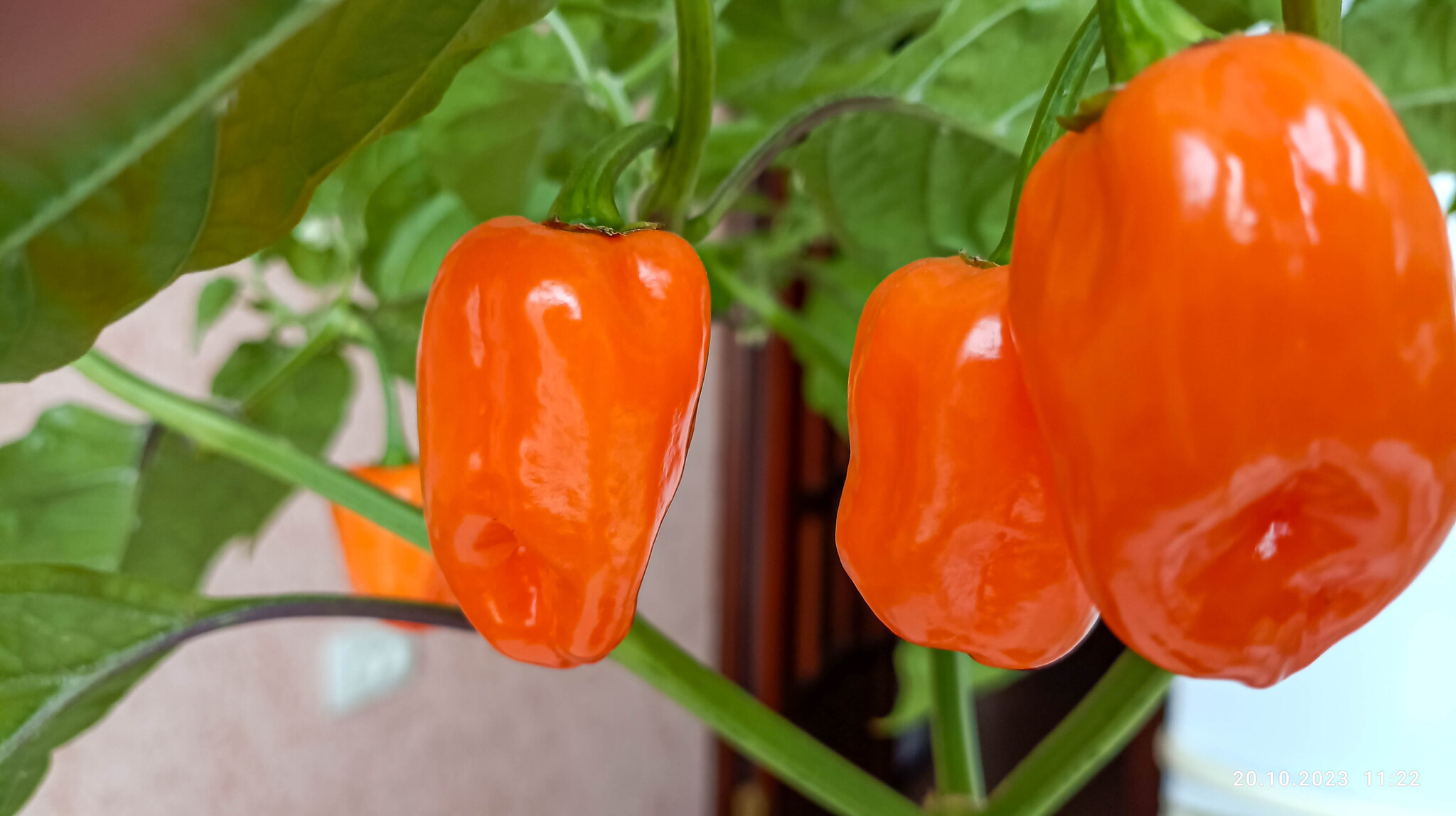 habanero-orange