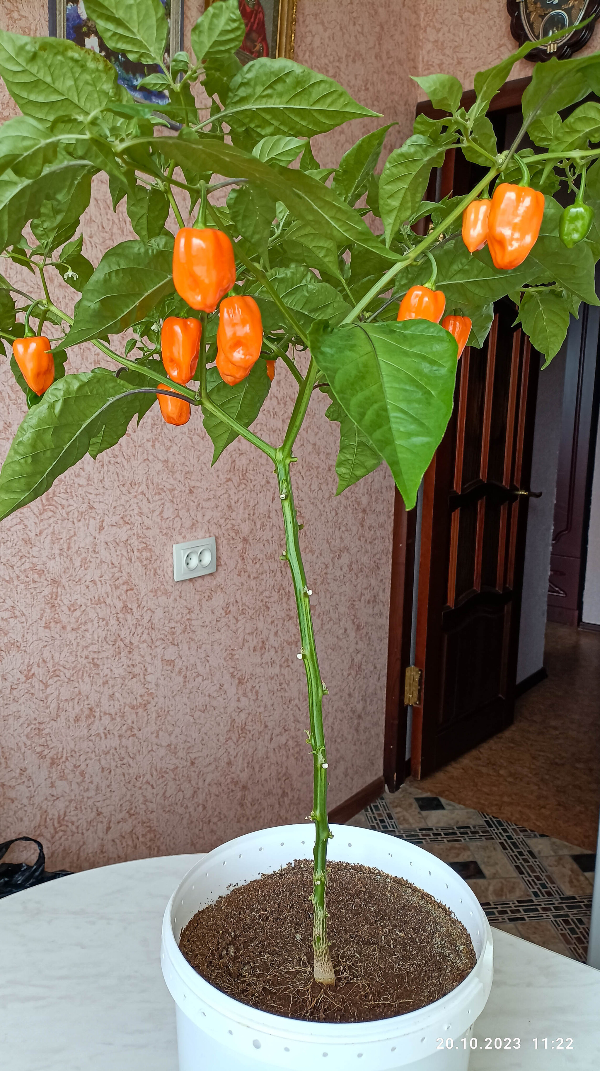 habanero-orange