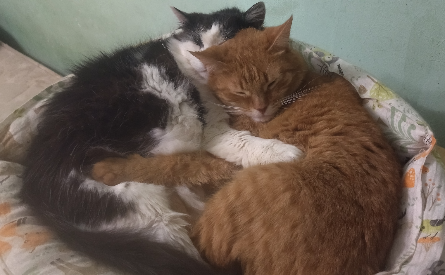 Котики Котэриума:3 | Пикабу