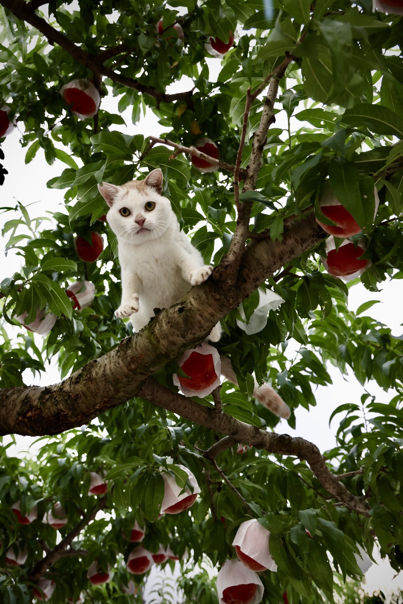 Котофоты | Пикабу