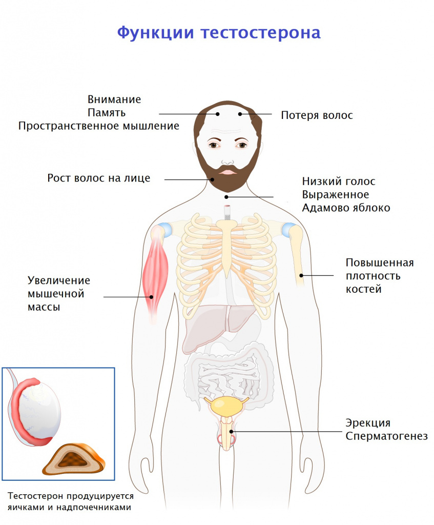 Тестостерон и его роль в жизни женщины — Reprolife