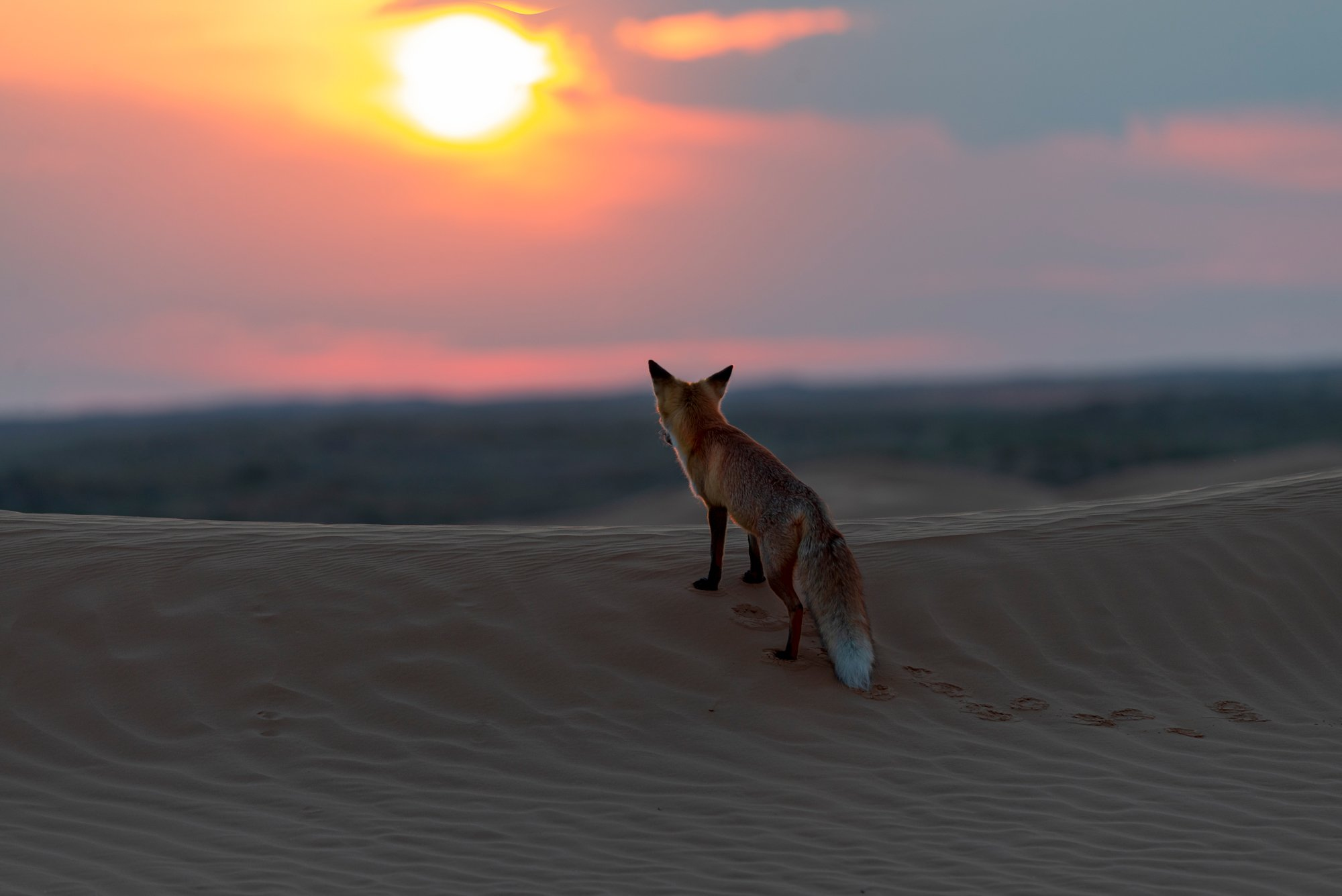 Романтик | Пикабу