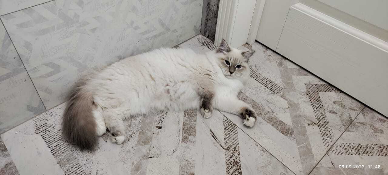 Великий Пикабу подскажи, чем кормить кота?! | Пикабу