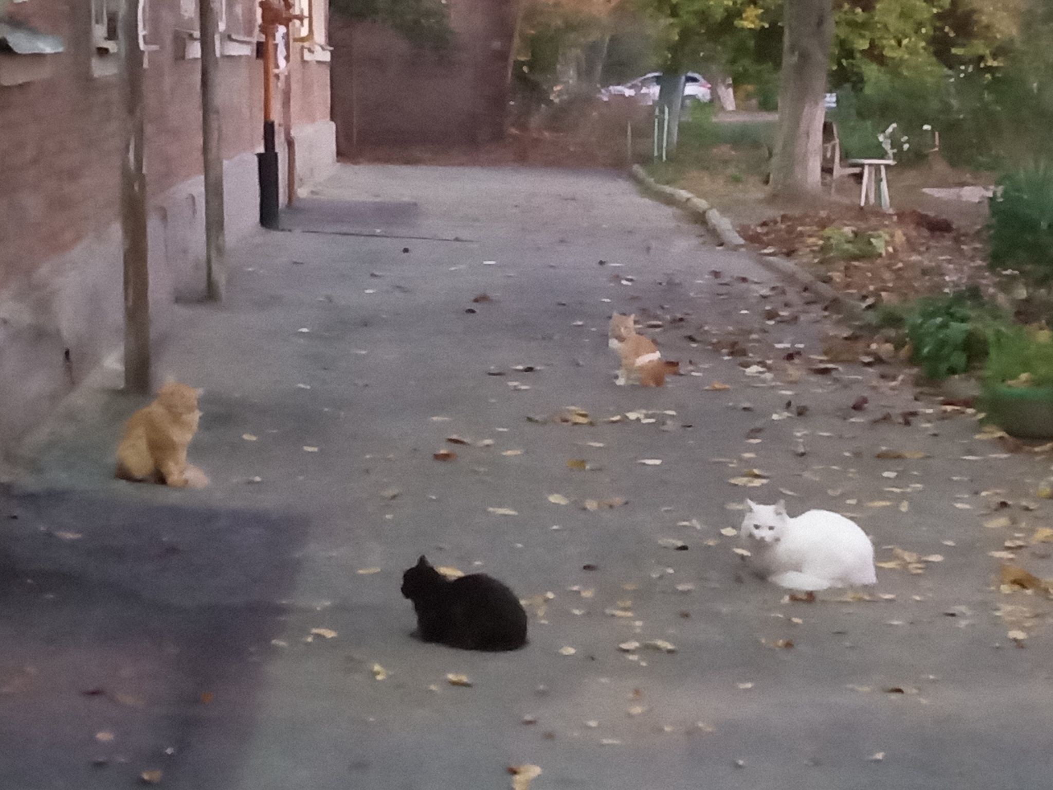 Котсилиум | Пикабу
